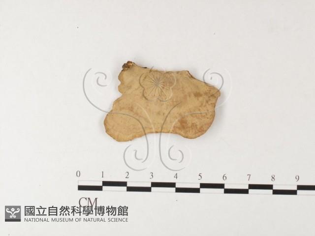 蠔韌革菌藏品圖，第4張