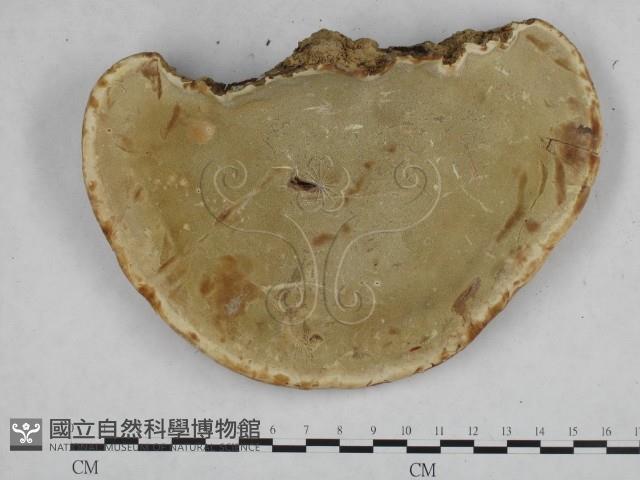 登錄號:F0015178藏品圖，第4張