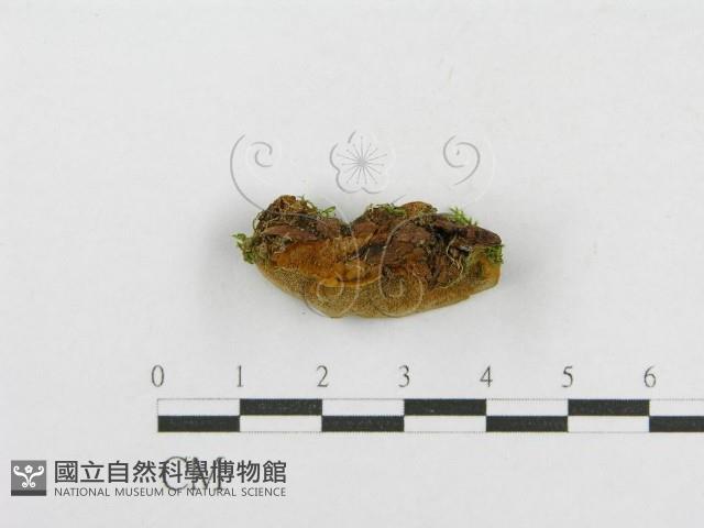 木層孔菌屬藏品圖，第4張