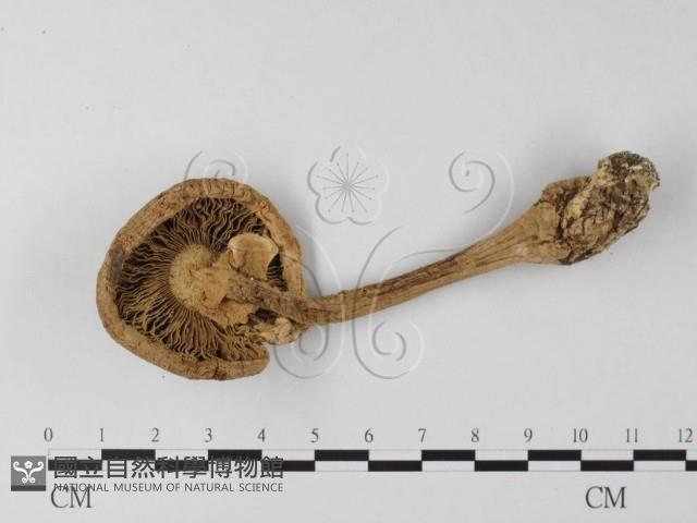 登錄號:F0008378藏品圖，第4張