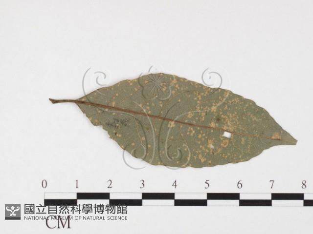 登錄號:F0026378藏品圖，第4張