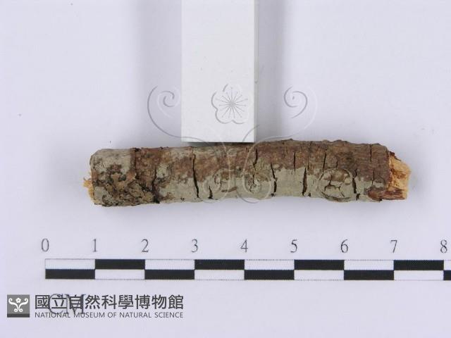 登錄號:F0001378藏品圖，第4張
