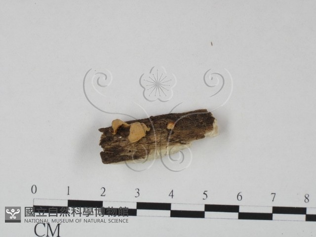 登錄號:F0002378藏品圖，第4張
