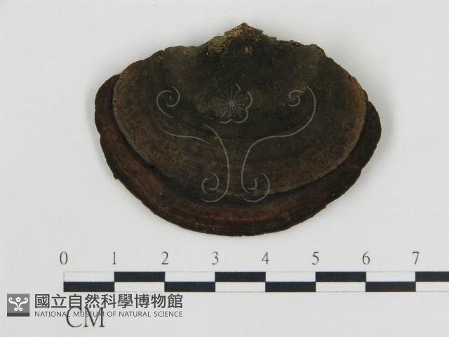 登錄號:F0017378藏品圖，第4張