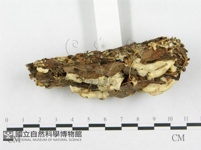 登錄號:F0008260藏品圖，第4張