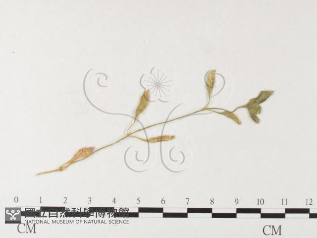 登錄號:F0026260藏品圖，第4張