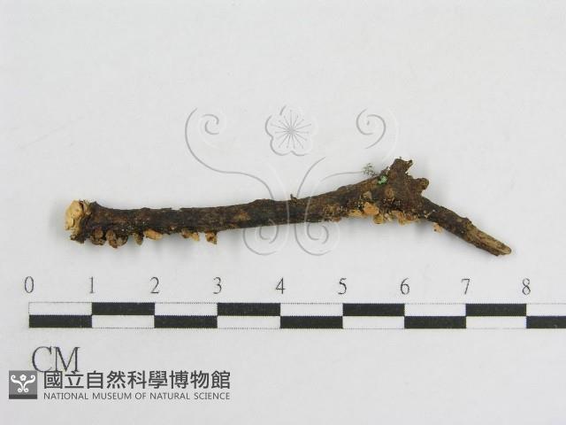 登錄號:F0011260藏品圖，第4張
