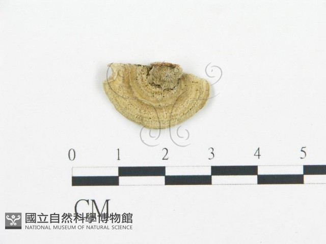 登錄號:F0017260藏品圖，第4張