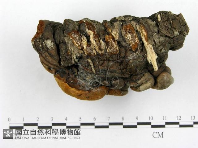 木層孔菌屬藏品圖，第4張