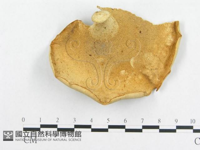 登錄號:F0018860藏品圖，第4張