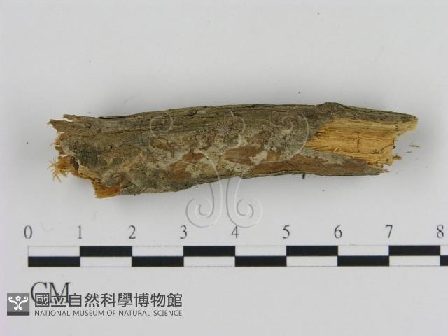 刺革菌屬藏品圖，第4張