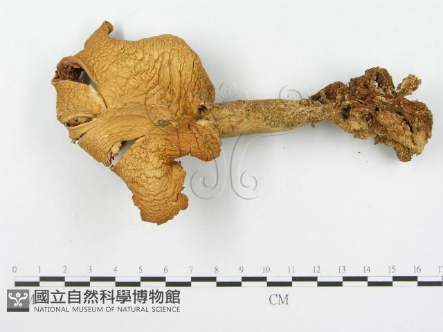 登錄號:F0004860藏品圖，第4張