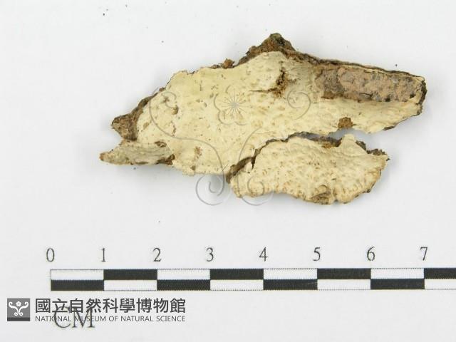 登錄號:F0007860藏品圖，第4張