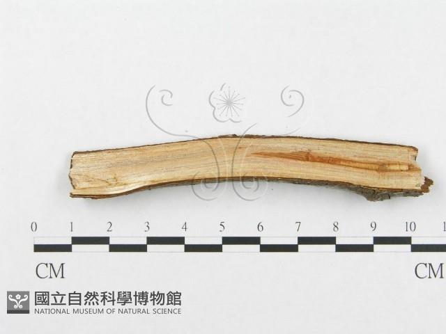登錄號:F0001960藏品圖，第4張