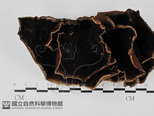 登錄號:F0002960藏品圖，第4張