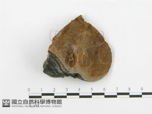 登錄號:F0017660藏品圖，第4張