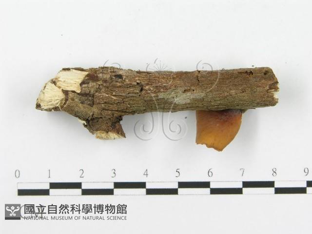 多孔菌屬藏品圖，第4張