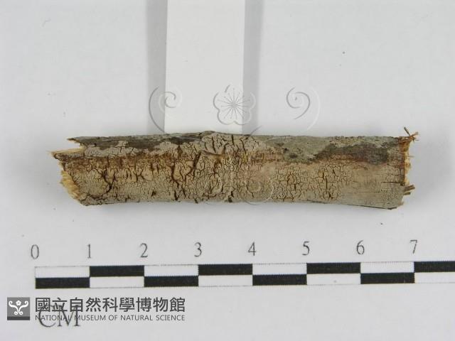 登錄號:F0010460藏品圖，第4張