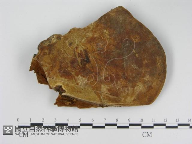 登錄號:F0016460藏品圖，第4張