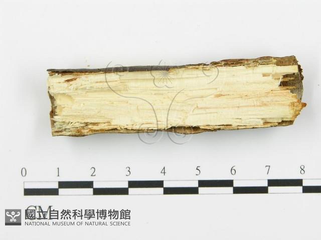 登錄號:F0017460藏品圖，第4張