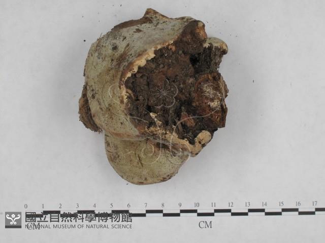 登錄號:F0014760藏品圖，第4張