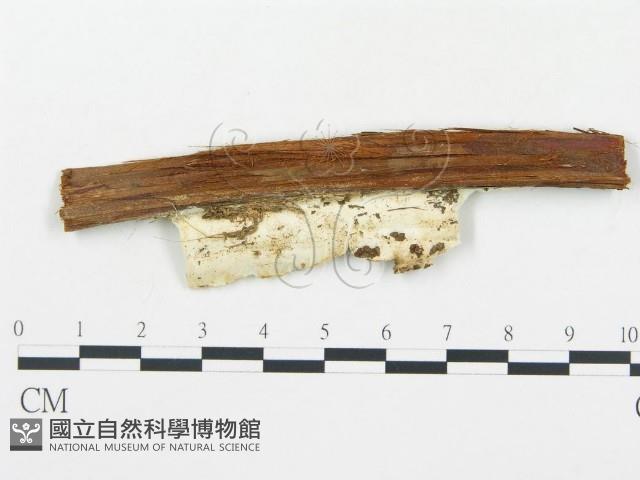 登錄號:F0019760藏品圖，第4張