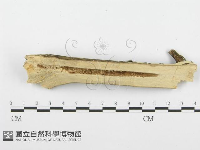登錄號:F0001560藏品圖，第1張