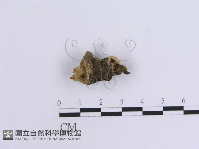 韌革菌屬藏品圖，第4張