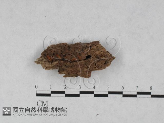 登錄號:F0028160藏品圖，第4張