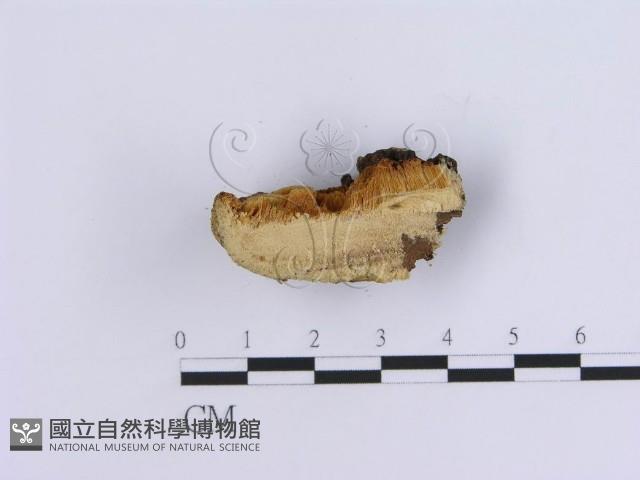 登錄號:F0007160藏品圖，第4張