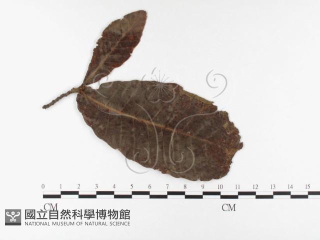 登錄號:F0026360藏品圖，第4張