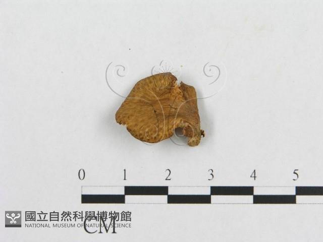 登錄號:F0012360藏品圖，第4張