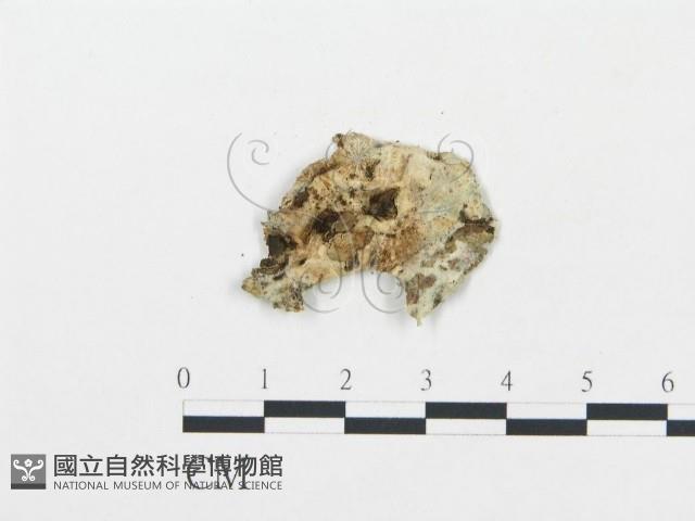 登錄號:F0017360藏品圖，第4張