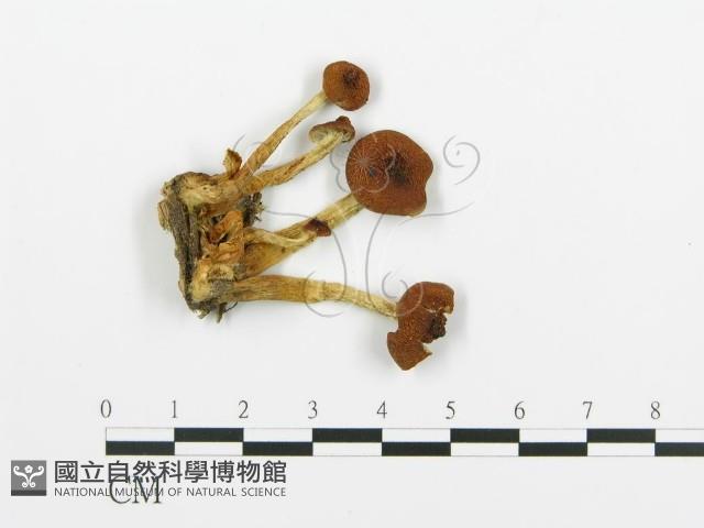 登錄號:F0020220藏品圖，第4張