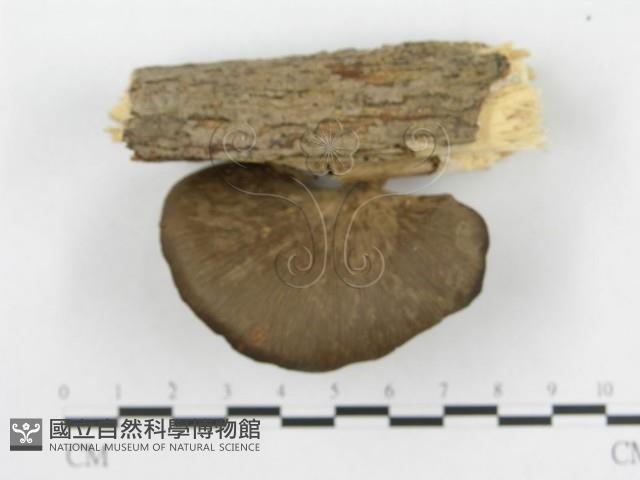 多孔菌屬藏品圖，第4張