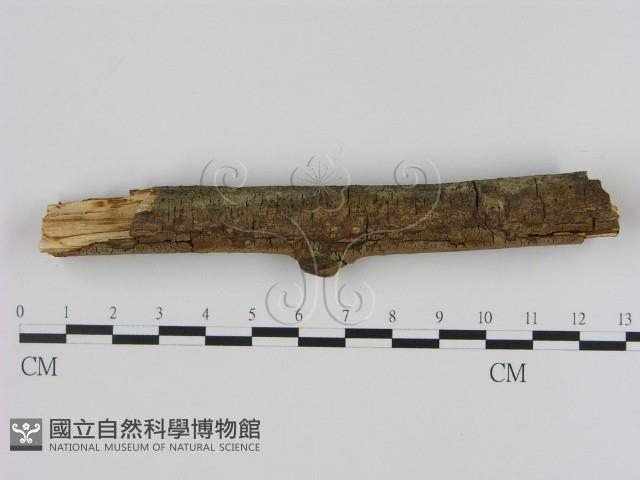 刺革菌屬藏品圖，第4張