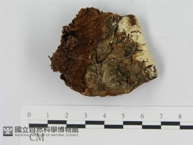登錄號:F0019820藏品圖，第4張
