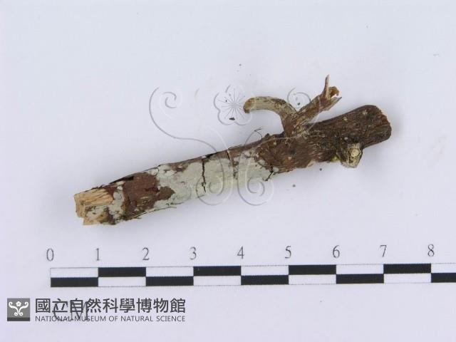 管齒菌屬藏品圖，第4張