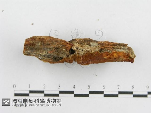 登錄號:F0000920藏品圖，第4張