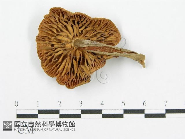 登錄號:F0004920藏品圖，第4張