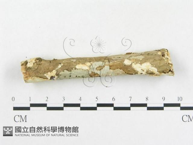 登錄號:F0007920藏品圖，第4張