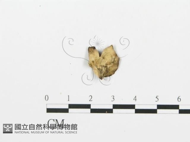 煙管菌藏品圖，第4張