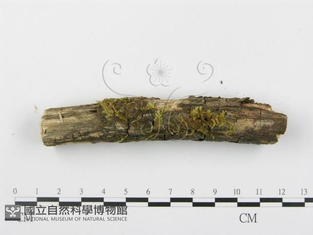 登錄號:F0003920藏品圖，第4張