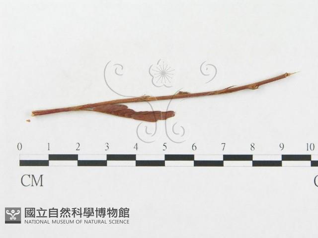 登錄號:F0011620藏品圖，第4張