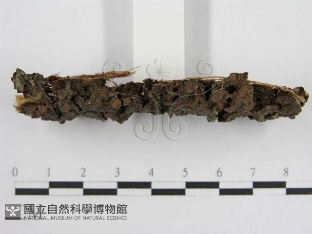 登錄號:F0004620藏品圖，第4張