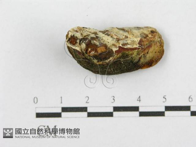 登錄號:F0017620藏品圖，第4張