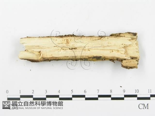 登錄號:F0003620藏品圖，第4張