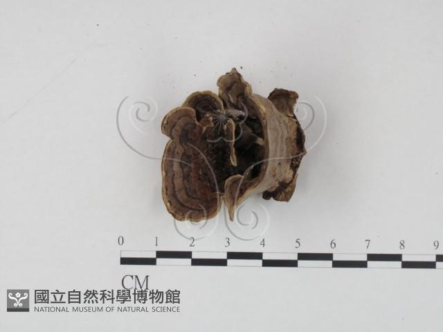 登錄號:F0010420藏品圖，第4張