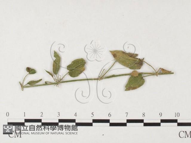 登錄號:F0026420藏品圖，第4張