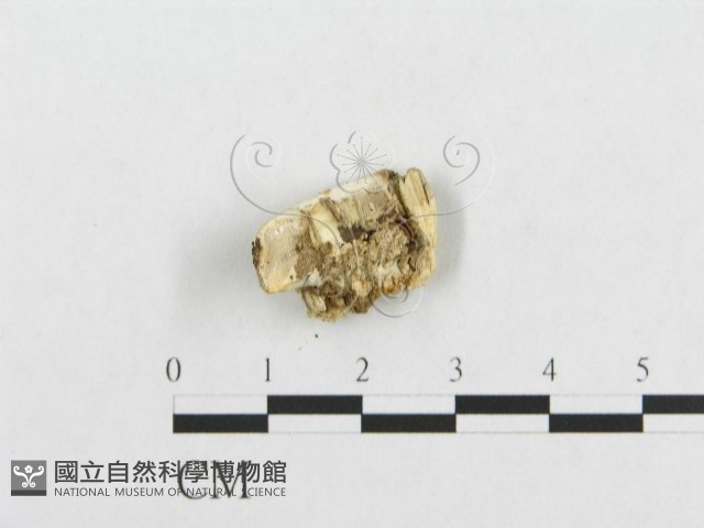 登錄號:F0017420藏品圖，第4張